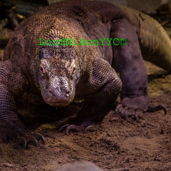 24 x 36" Komodo dragon stalking - Picture 1 of 1